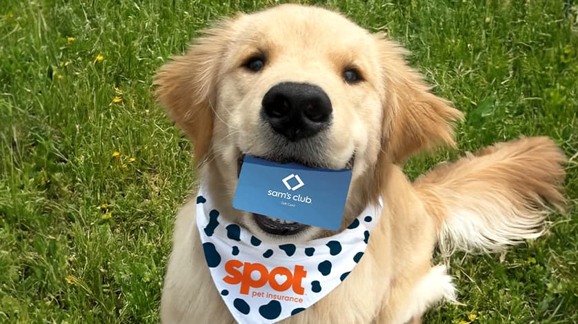 Sam’s Club Pet Insurance: A Practical Guide to a New Member Perk for Your Pets