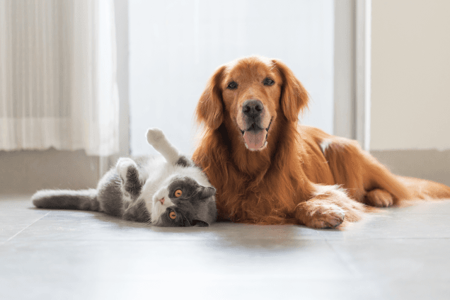 Sam’s Club Pet Insurance: A Practical Guide to a New Member Perk for Your Pets